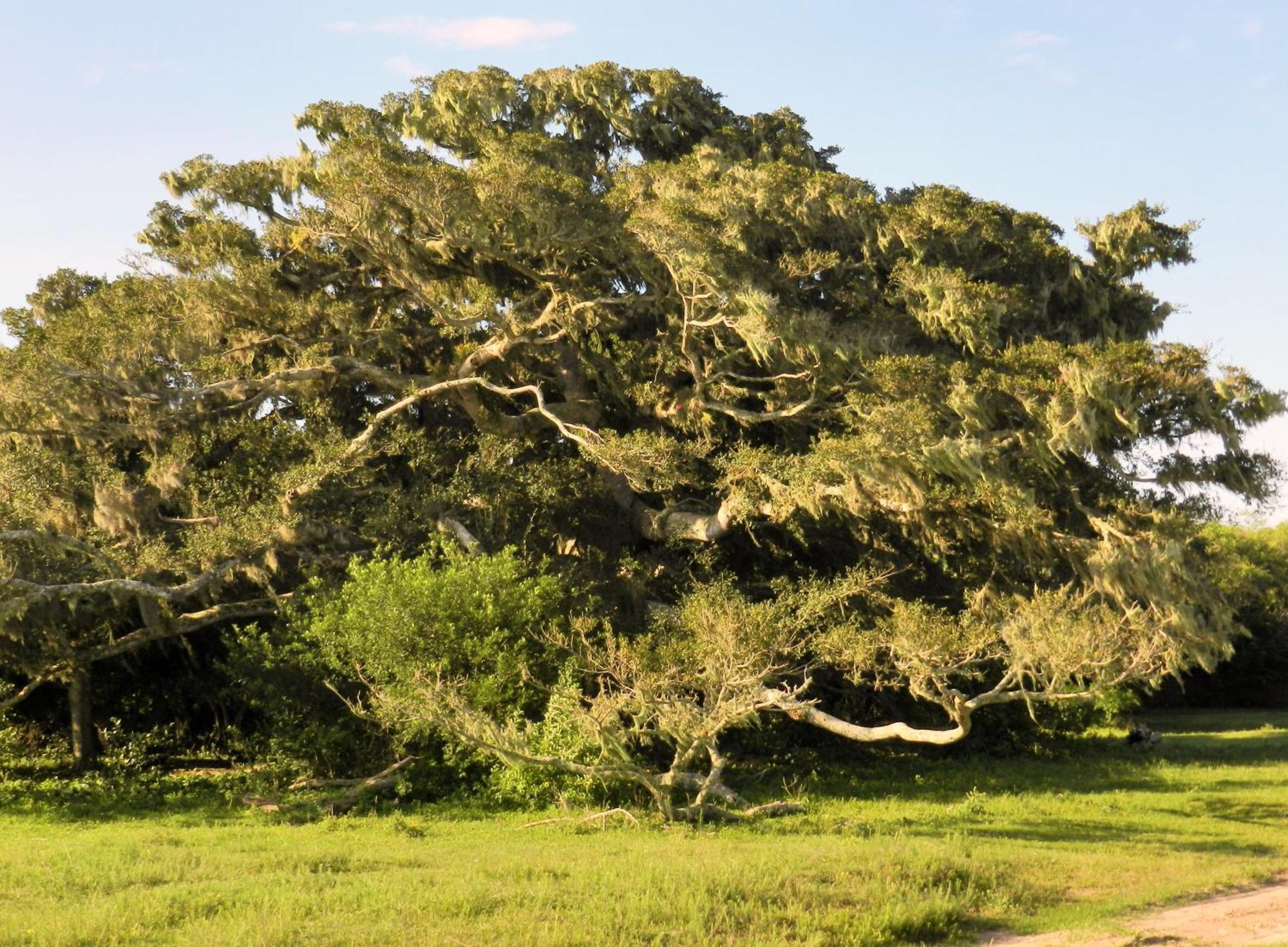 Aldeia Santuario Das Aves Tavares Δωμάτιο φωτογραφία