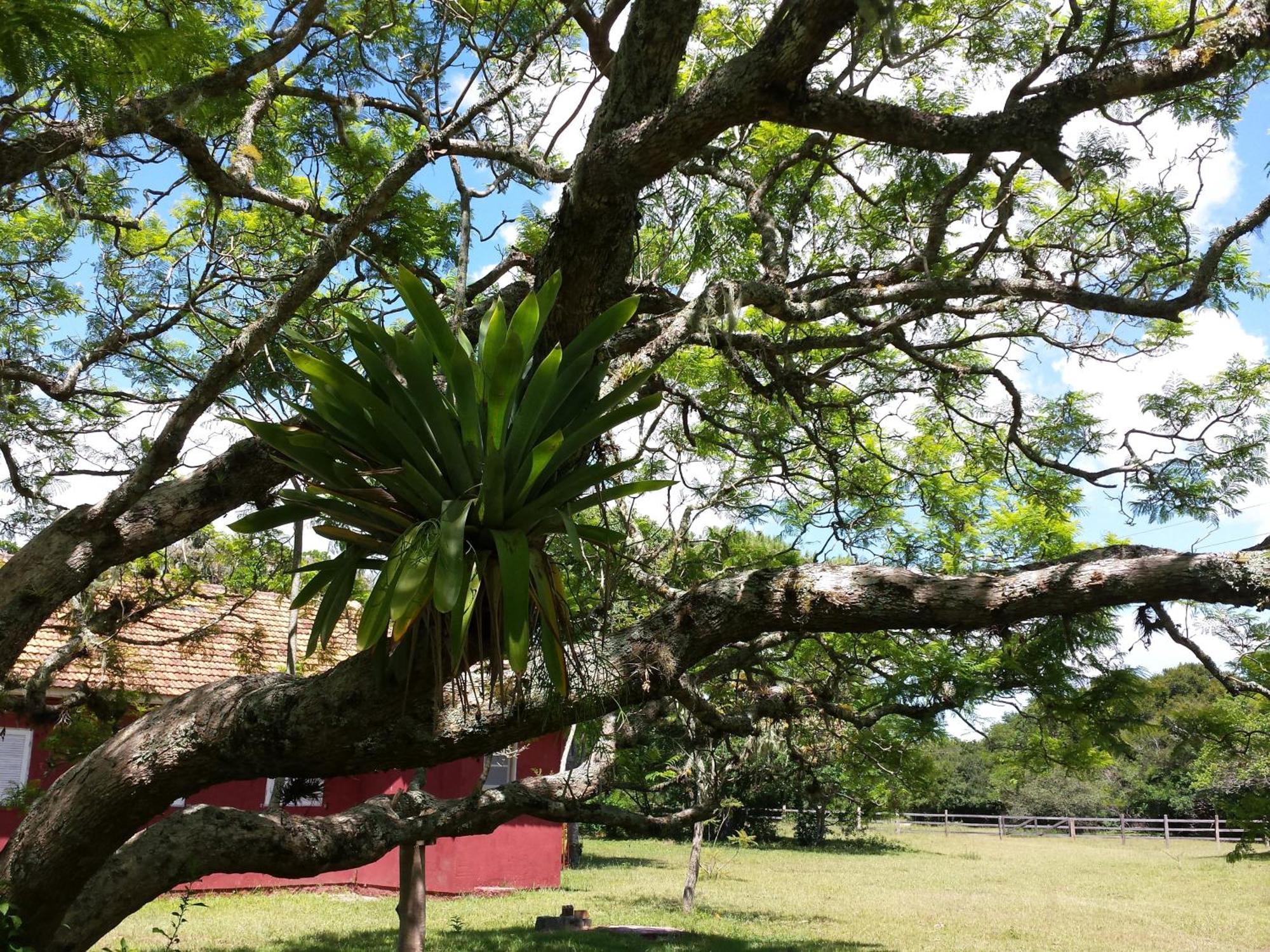 Aldeia Santuario Das Aves Tavares Δωμάτιο φωτογραφία