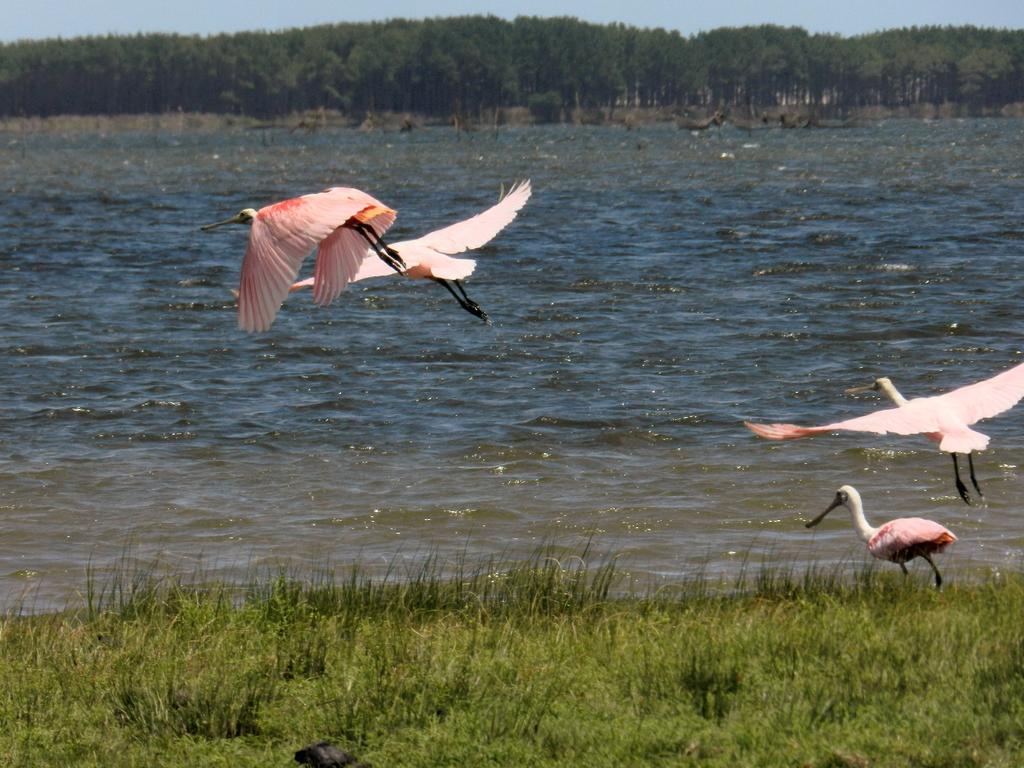 Aldeia Santuario Das Aves Tavares Εξωτερικό φωτογραφία