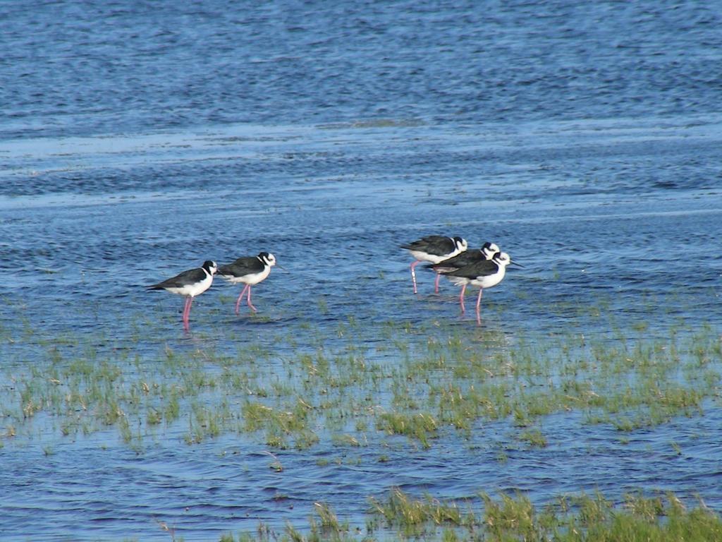 Aldeia Santuario Das Aves Tavares Εξωτερικό φωτογραφία